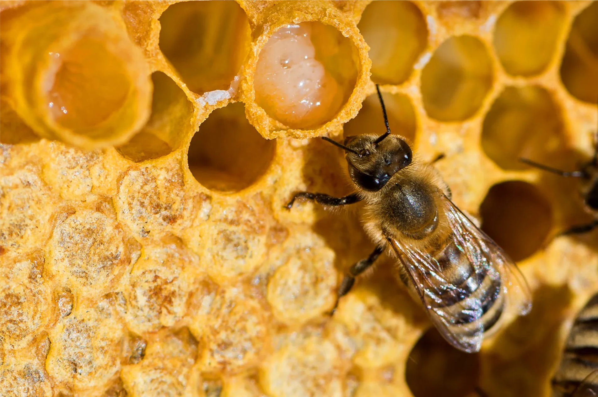 Pure Veran Honey
